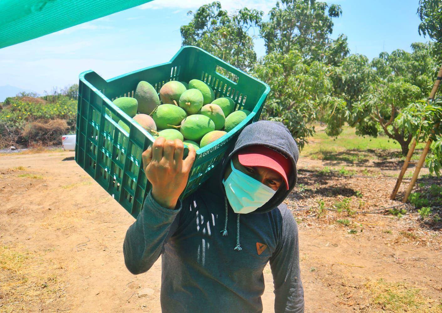 En Perú, tenemos tres zonas productoras de mango: Piura, Lambayeque y Áncash.