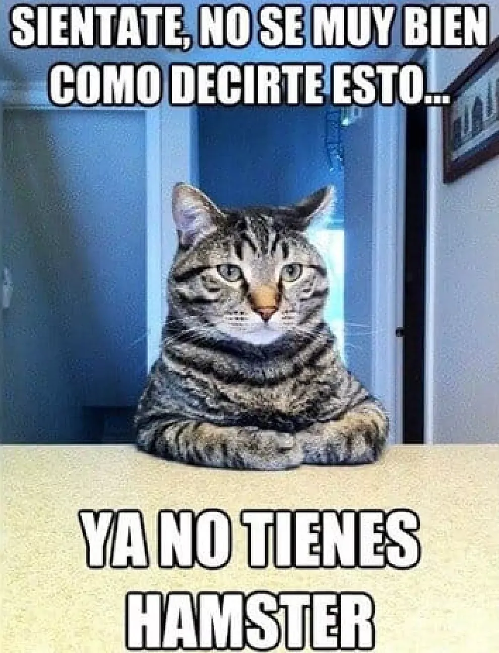 memes de gatos graciosos