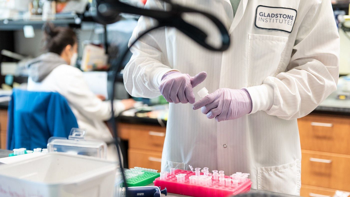 Uma equipe de pesquisadores dos Institutos Gladstone, do Instituto Salk de Estudos Biológicos e da UC San Francisco descobriu como a obesidade pode mudar o sistema imunológico e, potencialmente, como os médicos podem ser capazes de tratar melhor alergias e asma em pessoas obesas.