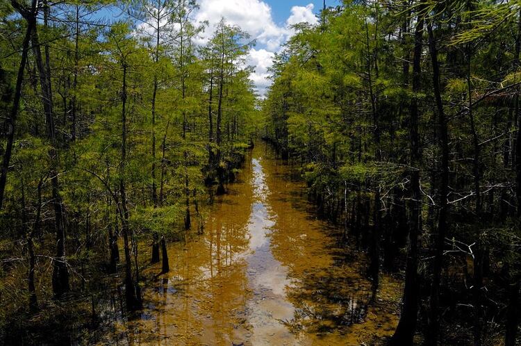 Los pantanos de big Cypress, en el sur de Florida (Foto: Servicio Nacional de Parques del gobierno de EEUU nps.gov)