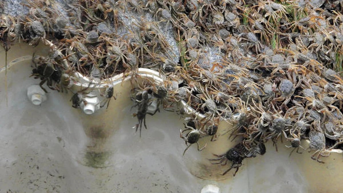 Una extraña especie de cangrejos invasores “peludos” aterroriza a los pescadores de Nueva York