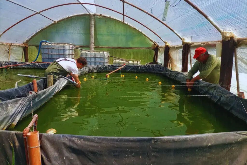 La producción intensiva de peces logra rendimientos superiores a los sistemas de cultivos tradicionales