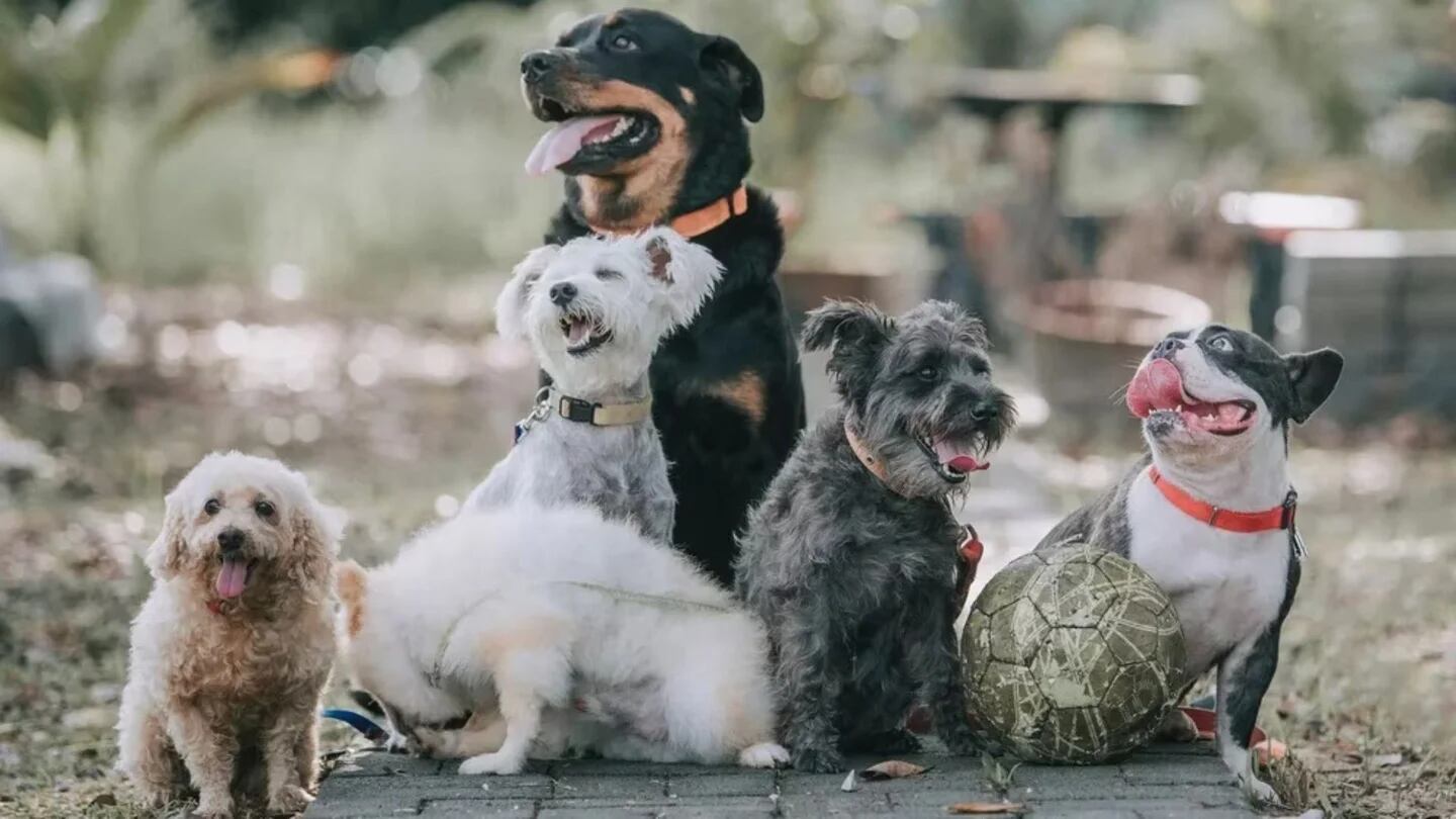 Bulldog francés se convierte en la raza de perro más popular en EE.UU.