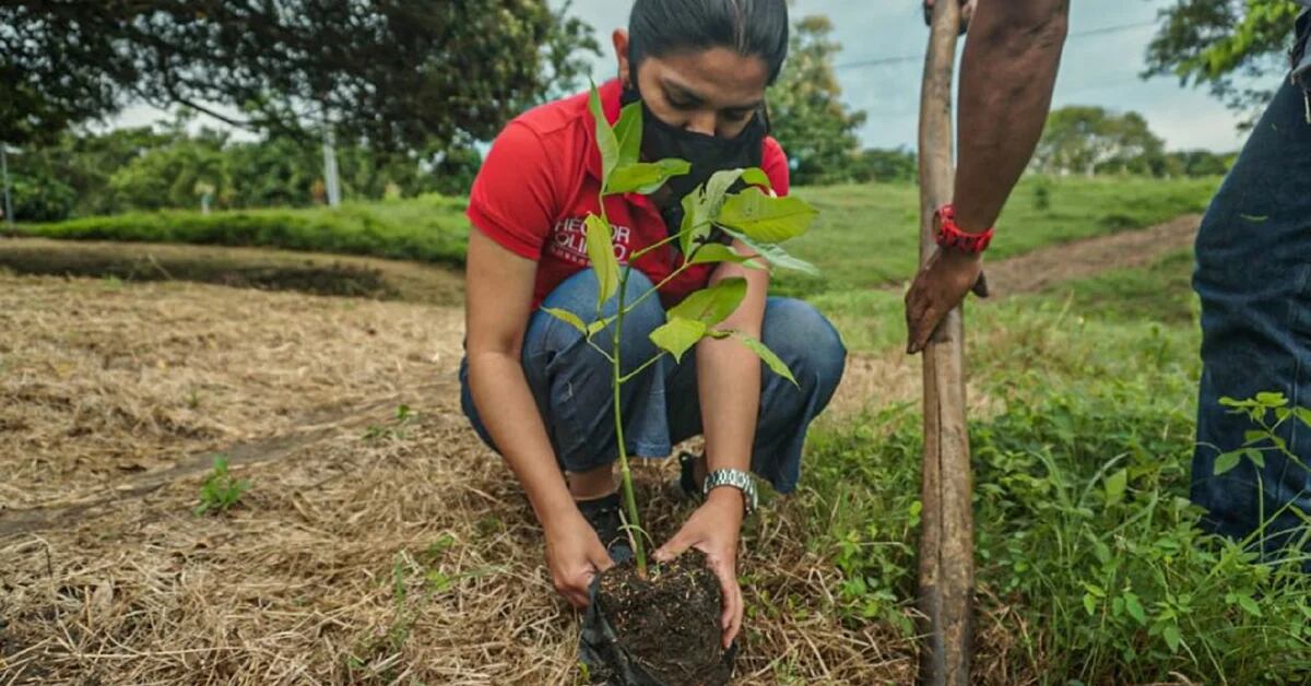 En Colombia se han sembrado más de nueve millones y medio de árboles -  Infobae