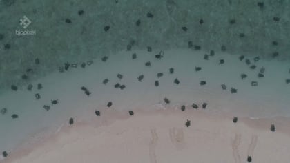 Científicos del Departamento de Medio Ambiente y Ciencia de Queensland dijeron el martes que la tecnología de drones les ha ayudado a estudiar con mayor precisión el número de tortugas marinas que anidan en Raine Island (Reuters)