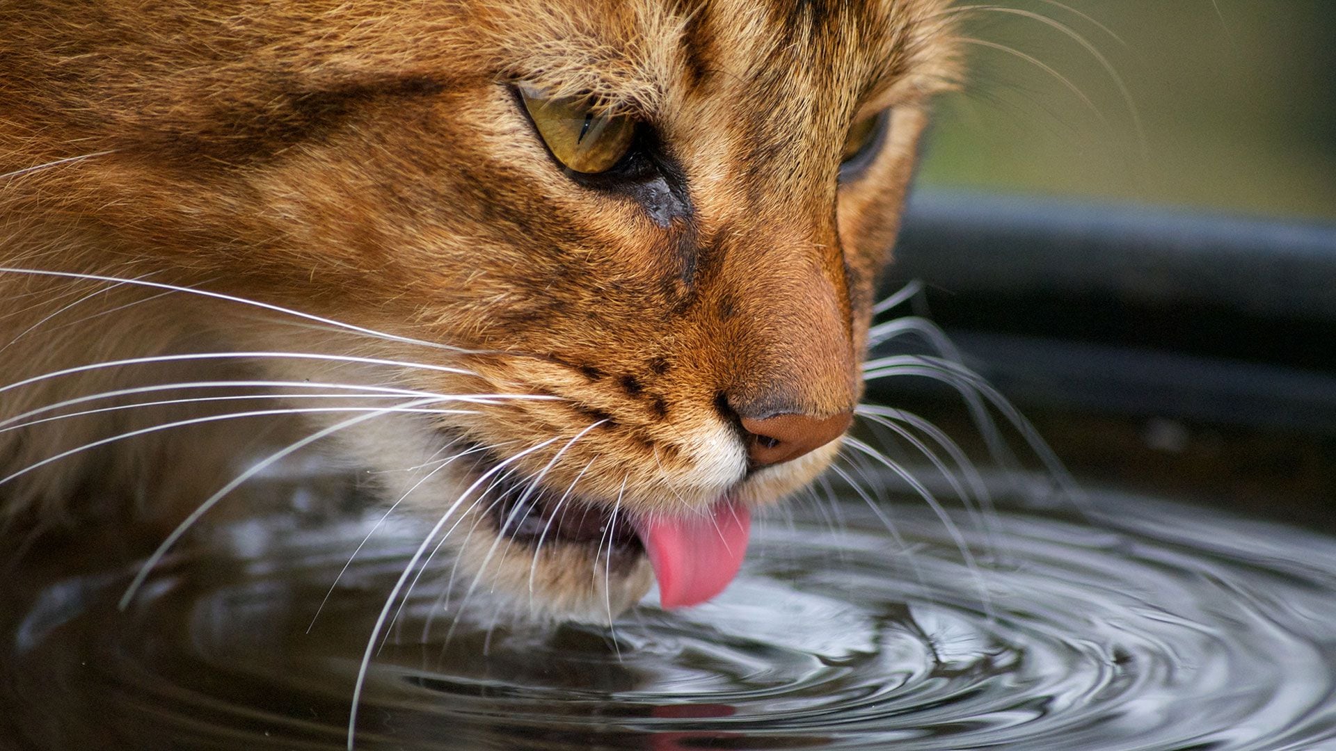 Algunas teorías sugieren que, debido a la hipermetropía natural de los gatos, les resulta más fácil ver el agua corriente que la estancada (Getty)