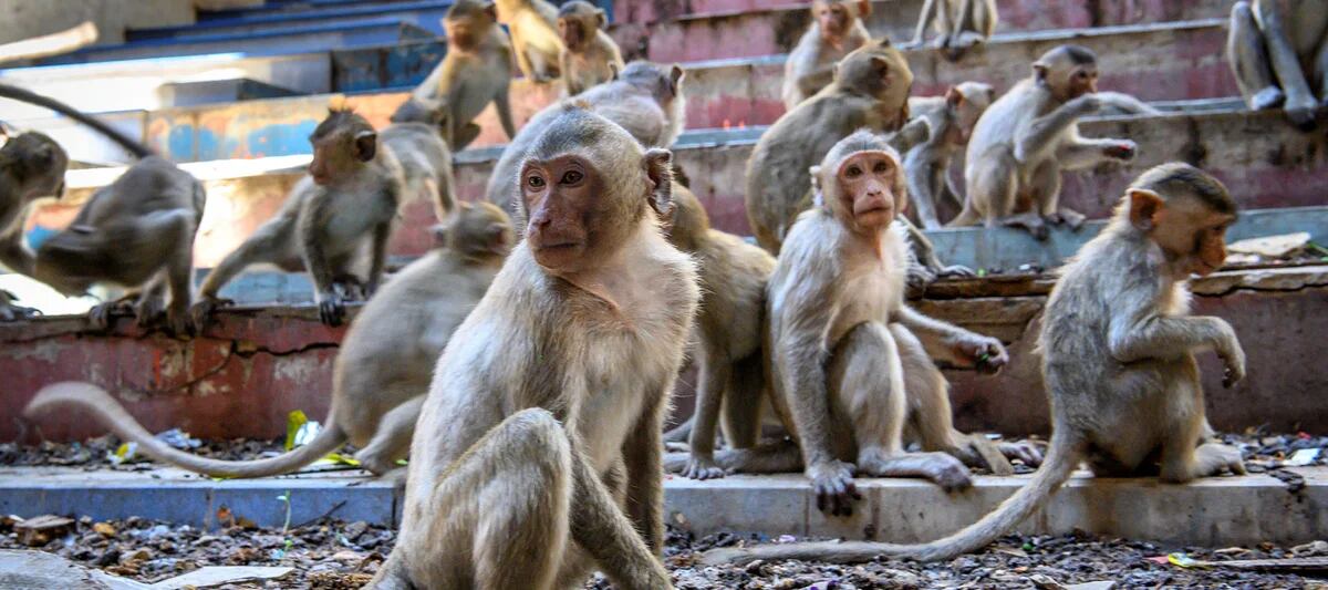 Monos Ladrones, No vas a creer las travesuras de esto Monos Ladrones.  ¿Podrán atraparlos? Entérate por #HITN. Visítanos en la web:   By HITN