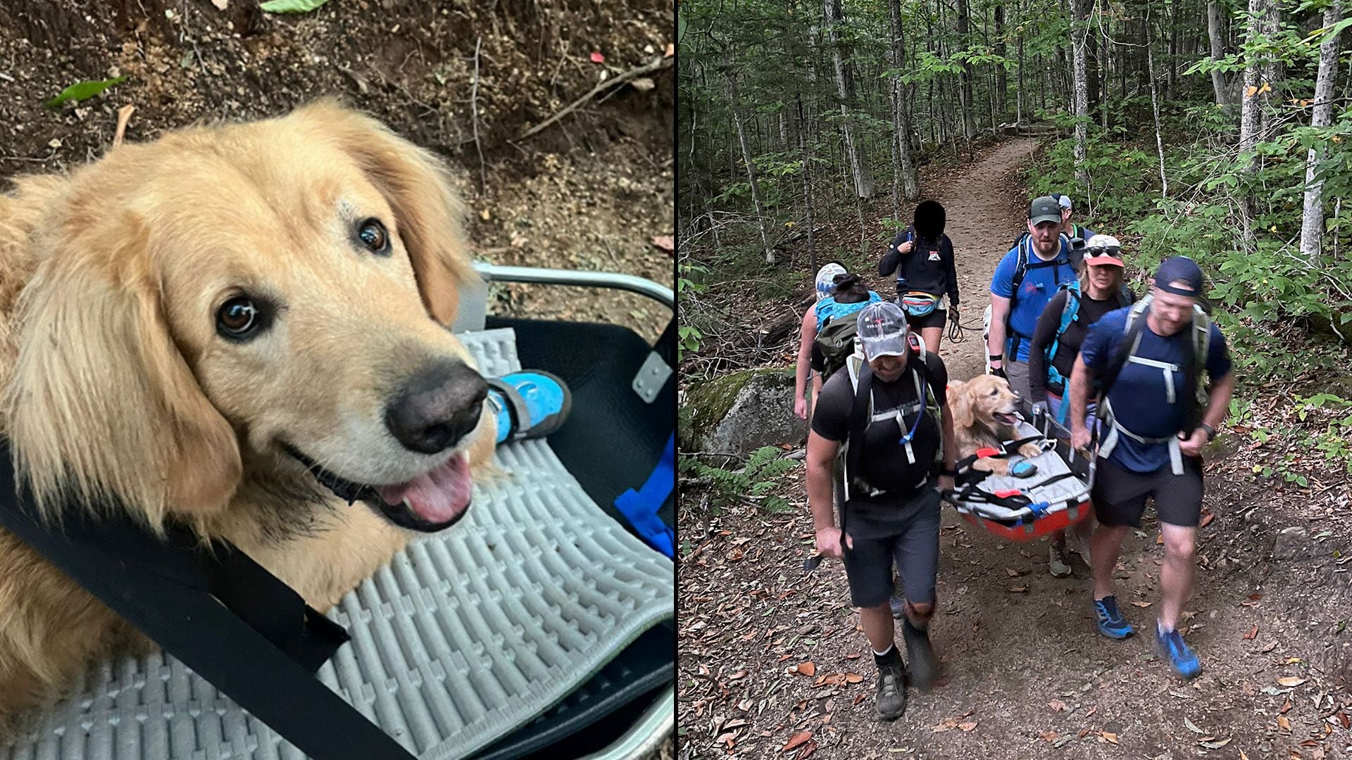 Crosby comenzó a presentar signos de fatiga, por lo que un equipo de voluntarios ayudó a llevarlo montaña abajo. (Facebook/NH Paw Rescue)