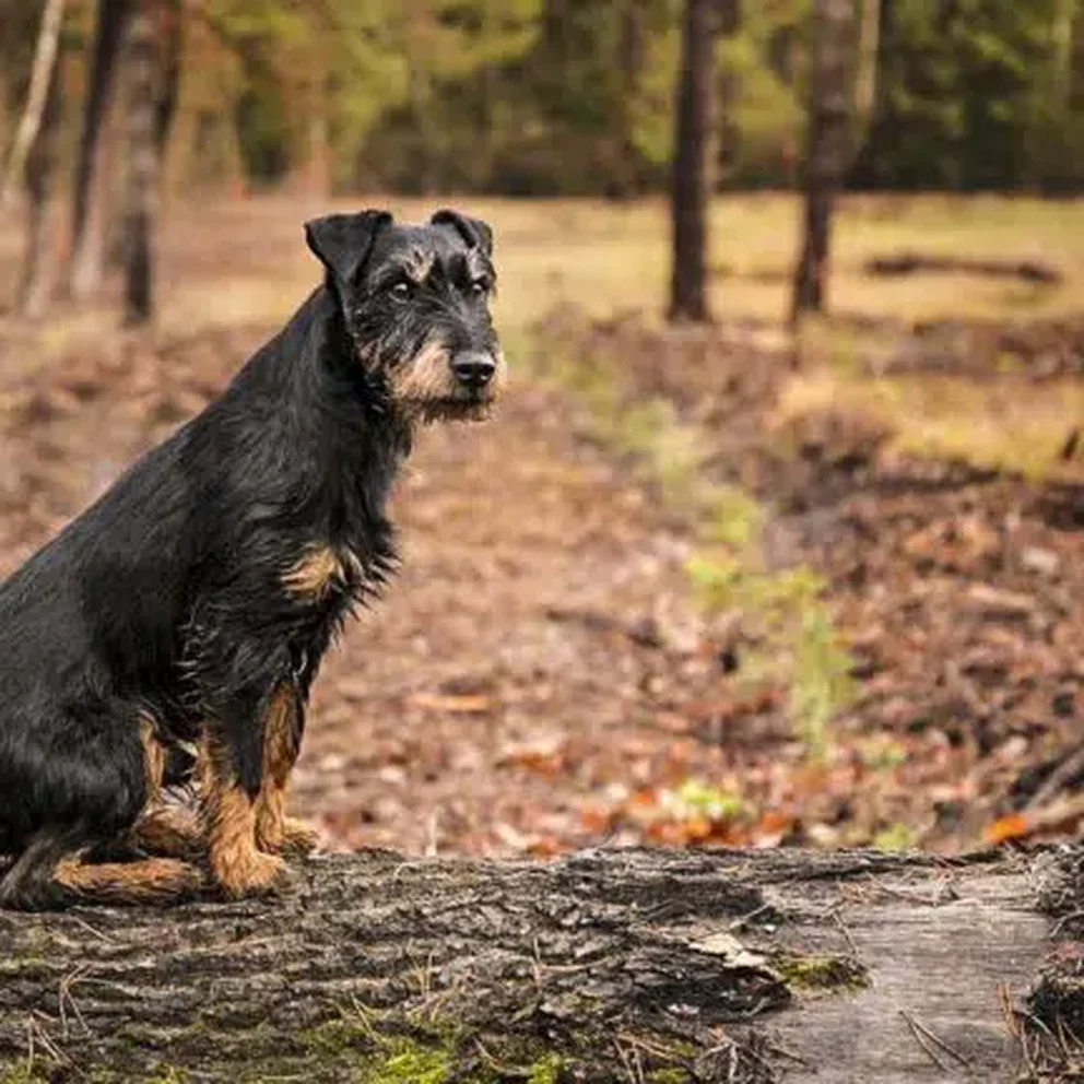 las botellas de agua mantienen alejados a los perros