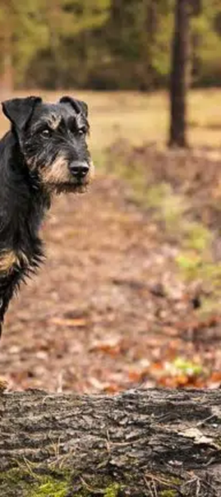 las botellas de agua mantienen alejados a los perros