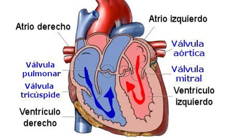 Las Nuevas Válvulas Cardíacas Que Se Implantan Sin Operar A Corazón Abierto Infobae 6251