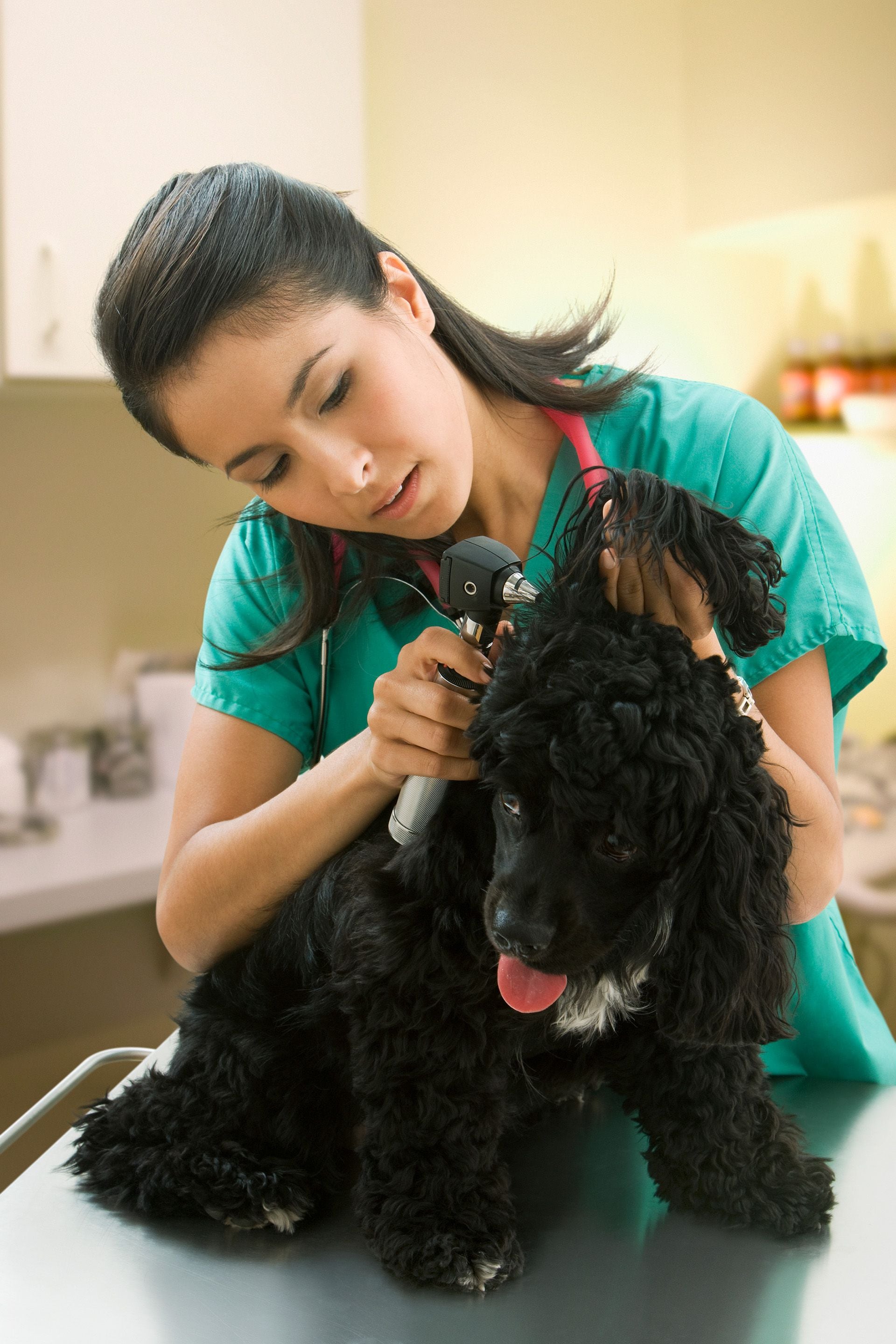 Болезни ушей у собак: симптомы, лечение | ВетМед