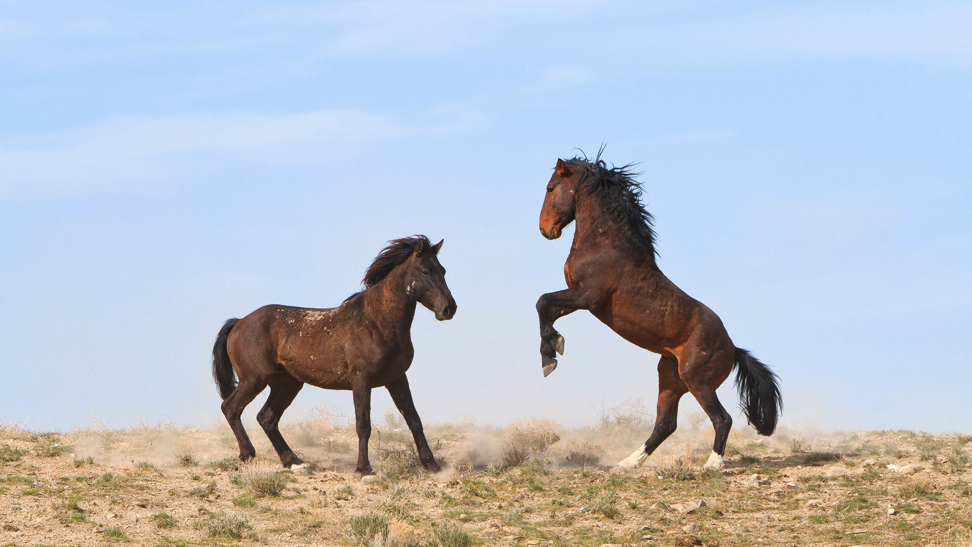 El caballo y su historia: el animal que acompañó las conquistas y los avances del hombre - Infobae