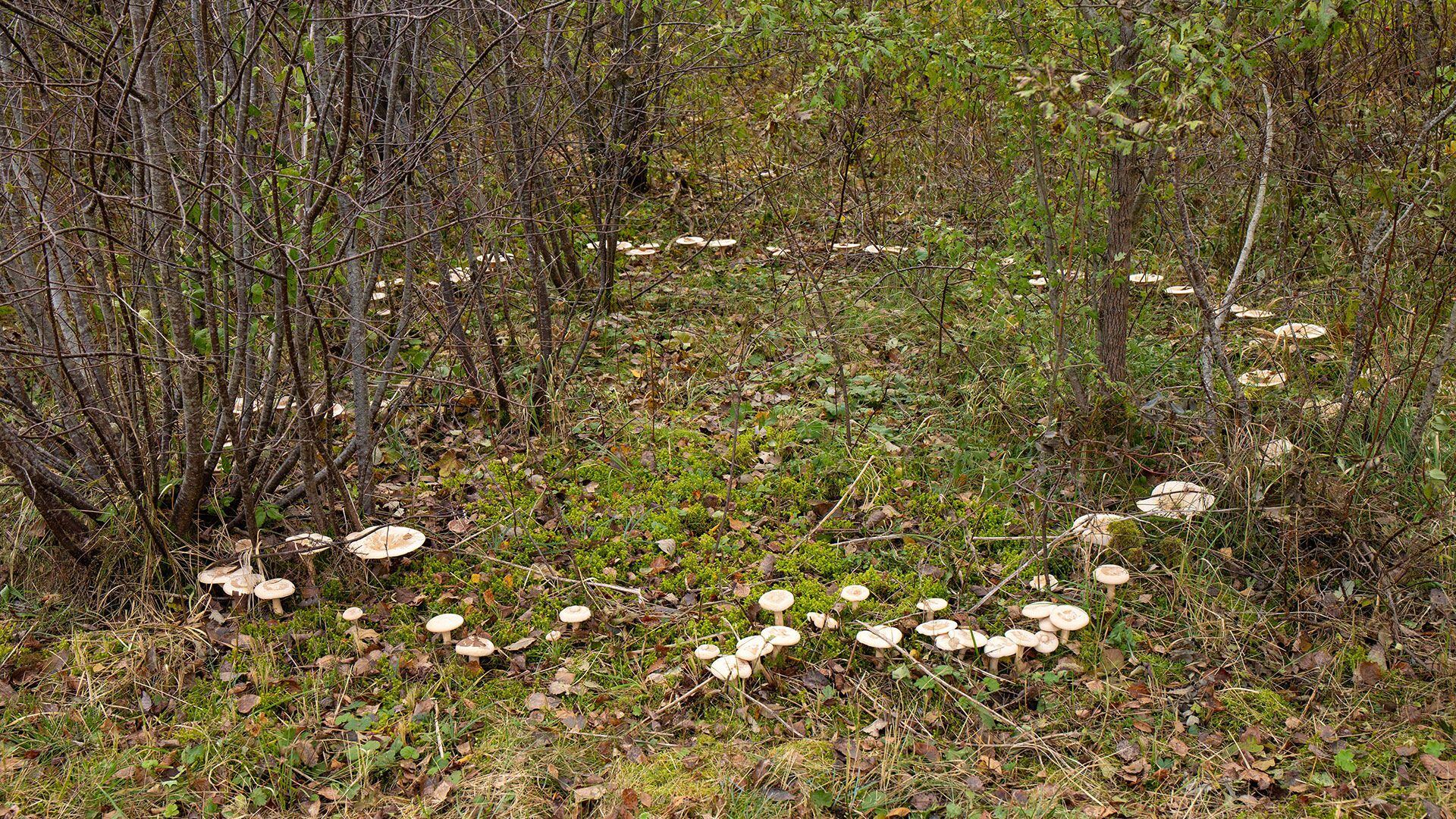 círculo de hongos