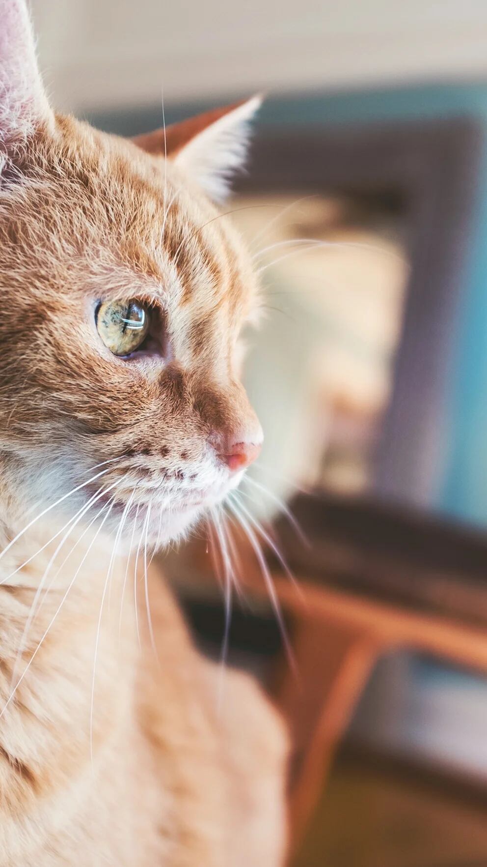 Mascotas en la Catedral de Exeter: el hogar de la que podría ser la puerta  para gatos más antigua del mundo - Infobae