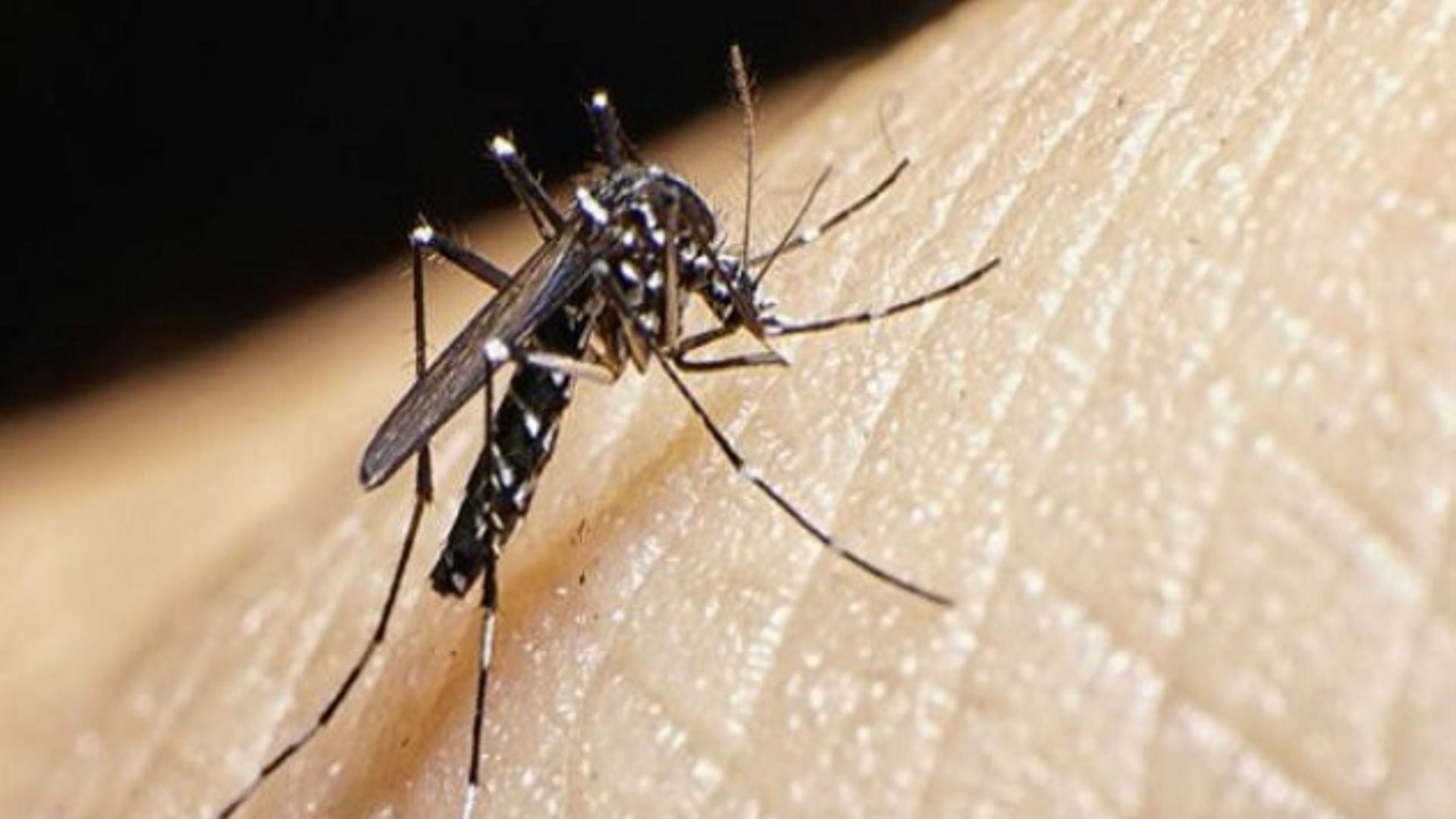 La Defensoría del Pueblo informó 26 personas fallecidas por el dengue.  Foto: Andina