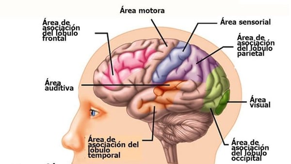 Áreas y funciones del cerebro