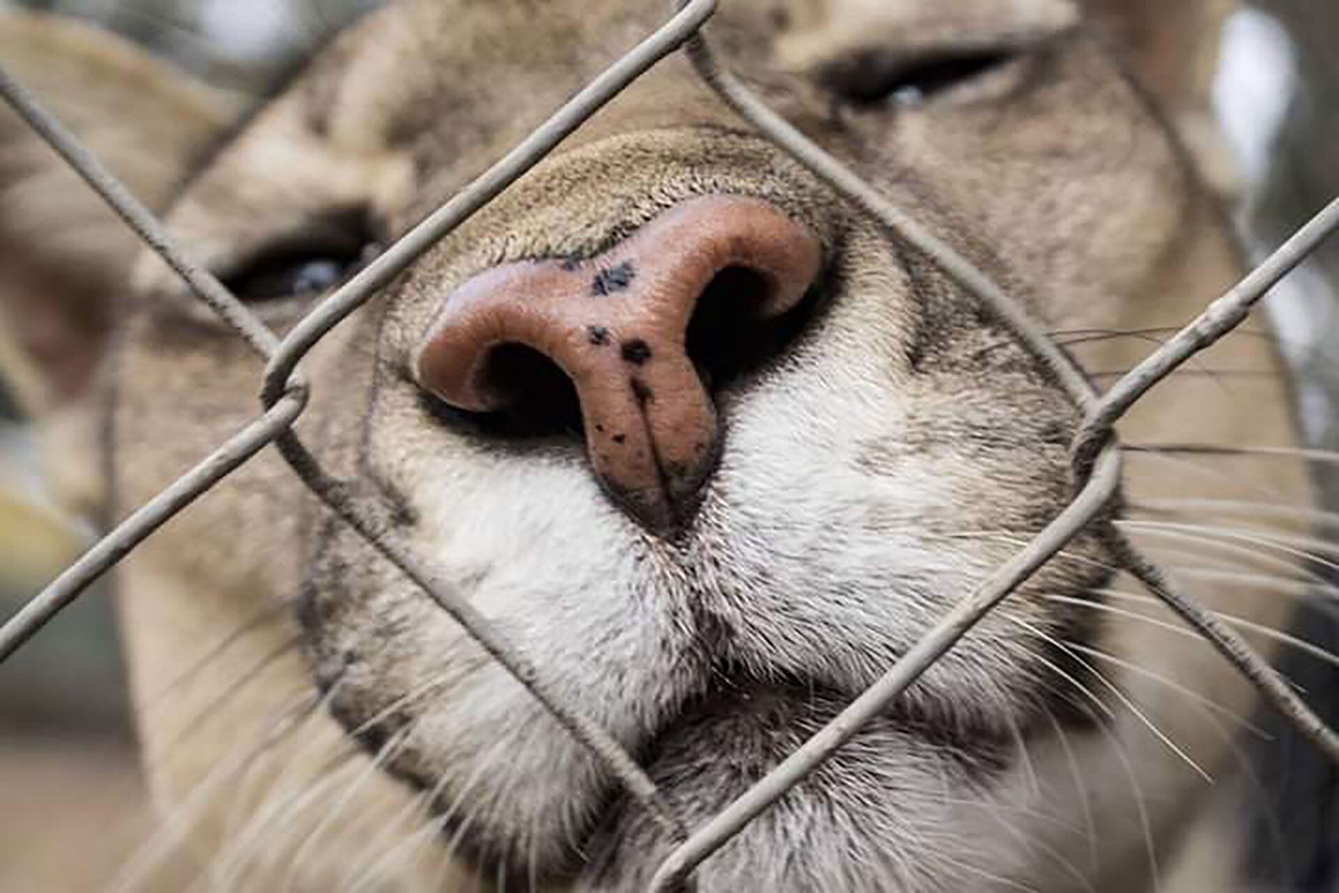 cierre zoo Colón