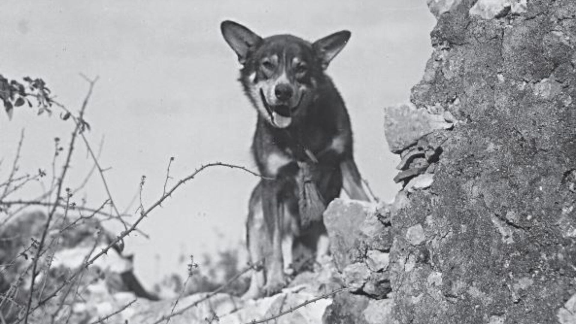 centinela puede hacer que los perros se enfermen