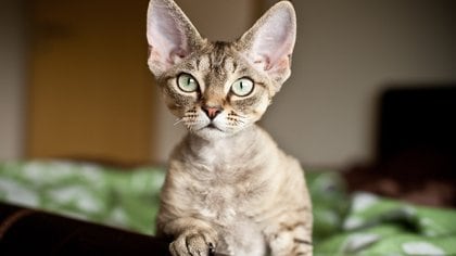 El Devon Rex es una raza de gatos muy poco frecuente que se diferencia de otras por su apariencia externa