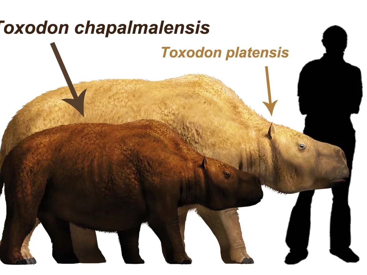 toxodon platensis