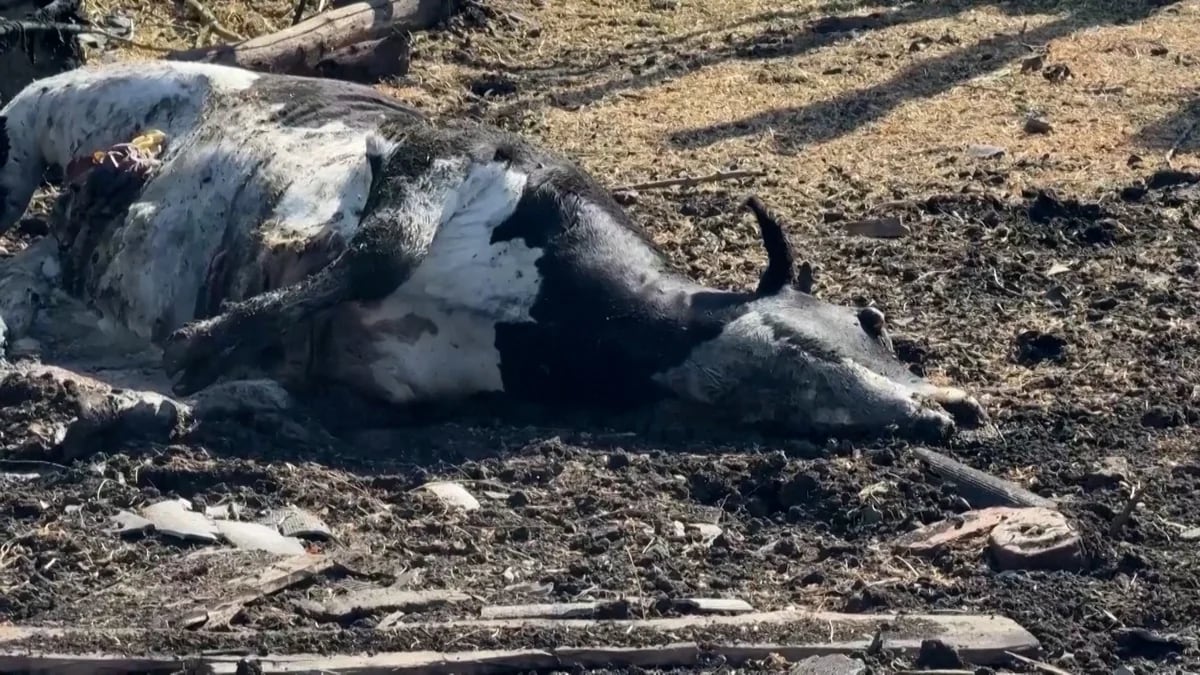 Putin descarga su ira contra las vacas ucranianas: tras la incursión en Kursk, bombardeó una granja con bombas racimo