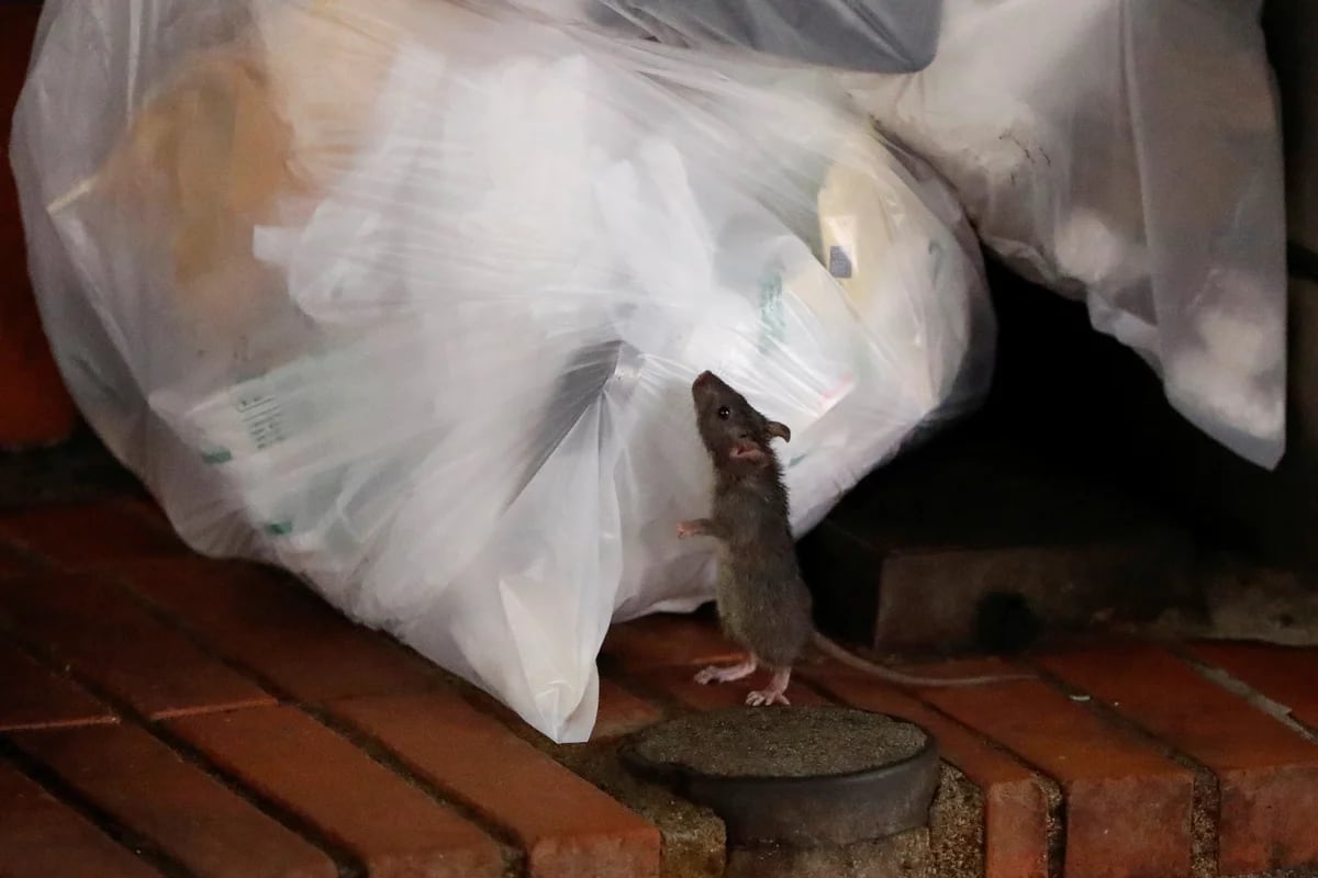 Washington usa hielo seco para combatir ratas