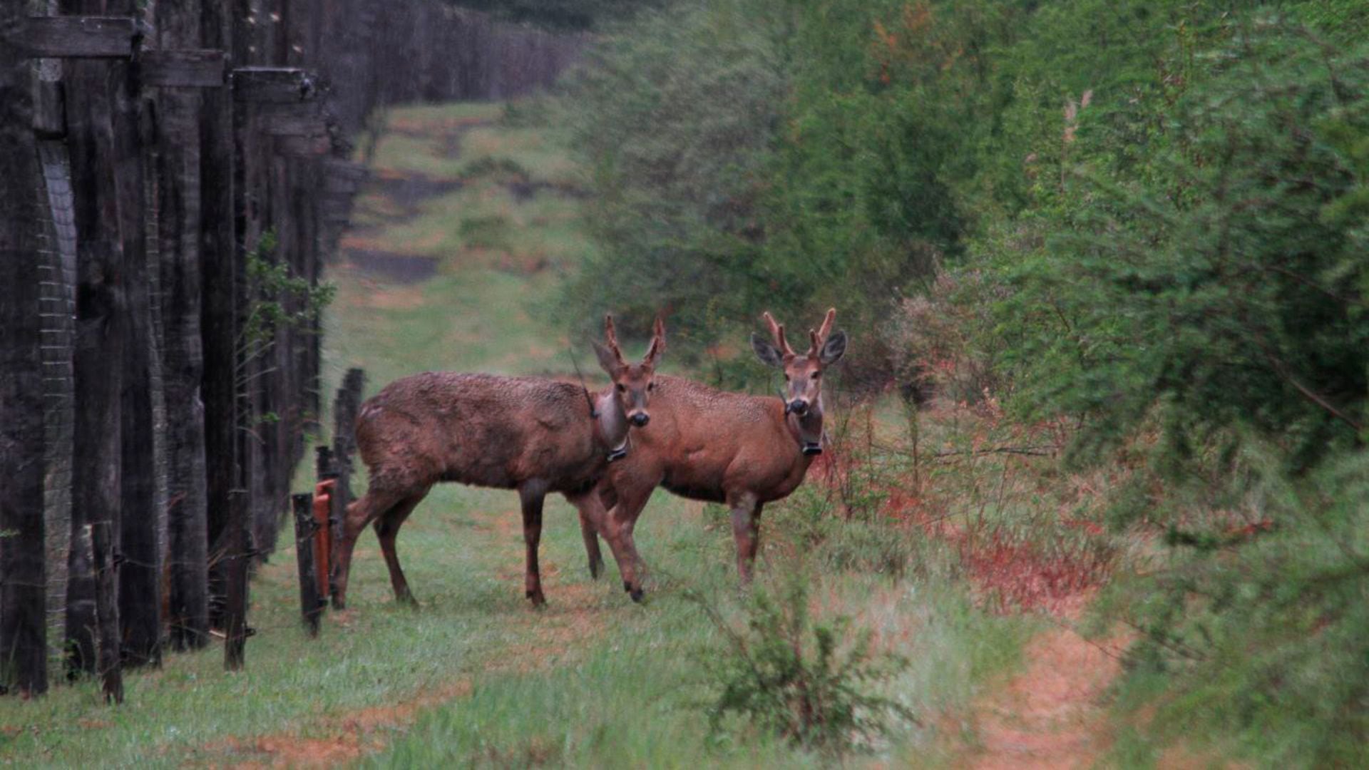 La reserva Huilo Huilo es el refugio natural del sur de Chile que lucha contra la extinción del huemul  (Fundación Huilo Huilo)