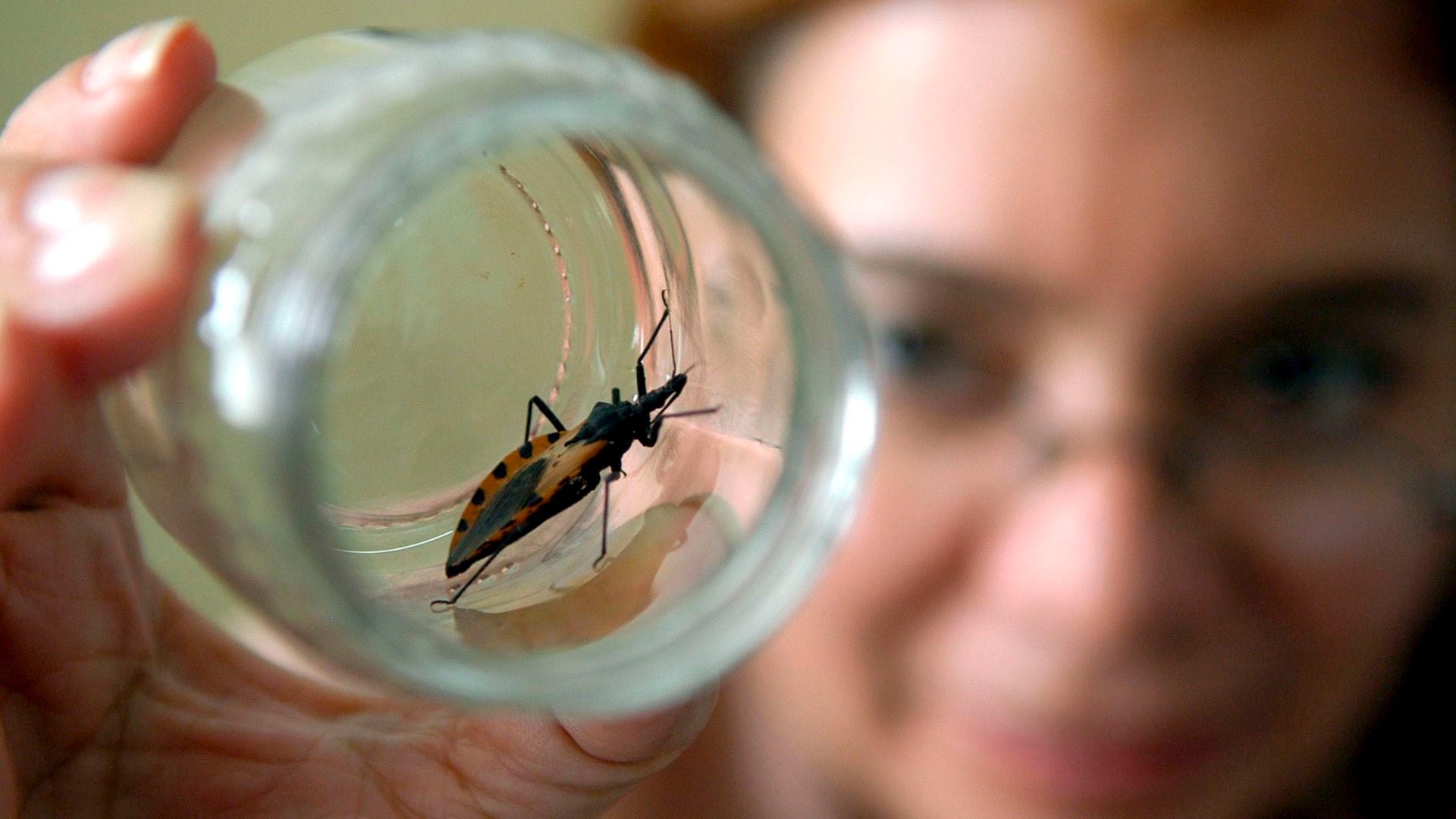 El Mal de Chagas es una enfermedad infecciosa ocasionada por un parásito encontrado en las heces de la vinchuca. Habita y es común en los lugares donde viven los insectos triatominos que transmiten el parásito Trypanosoma cruzi: América del Sur, América Central y México.(EFE/David de la Paz)