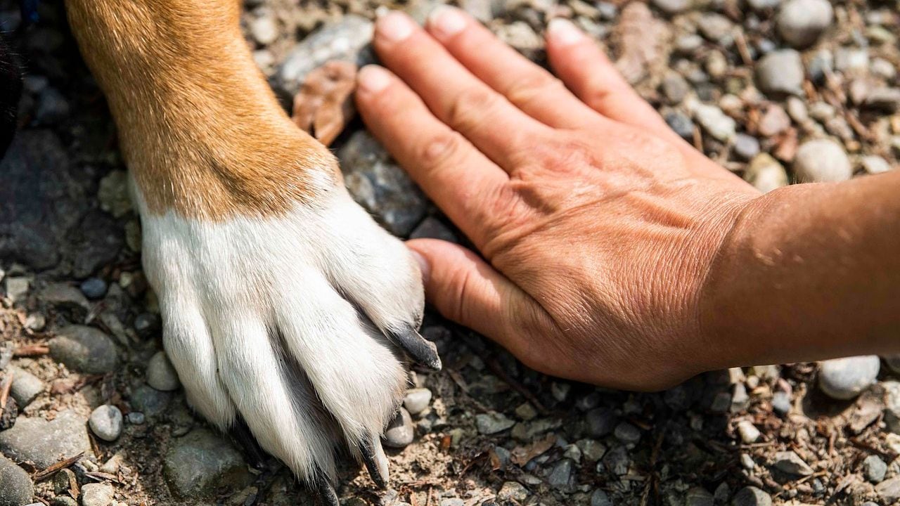 Pata de perro y mano humana (Pixabay)