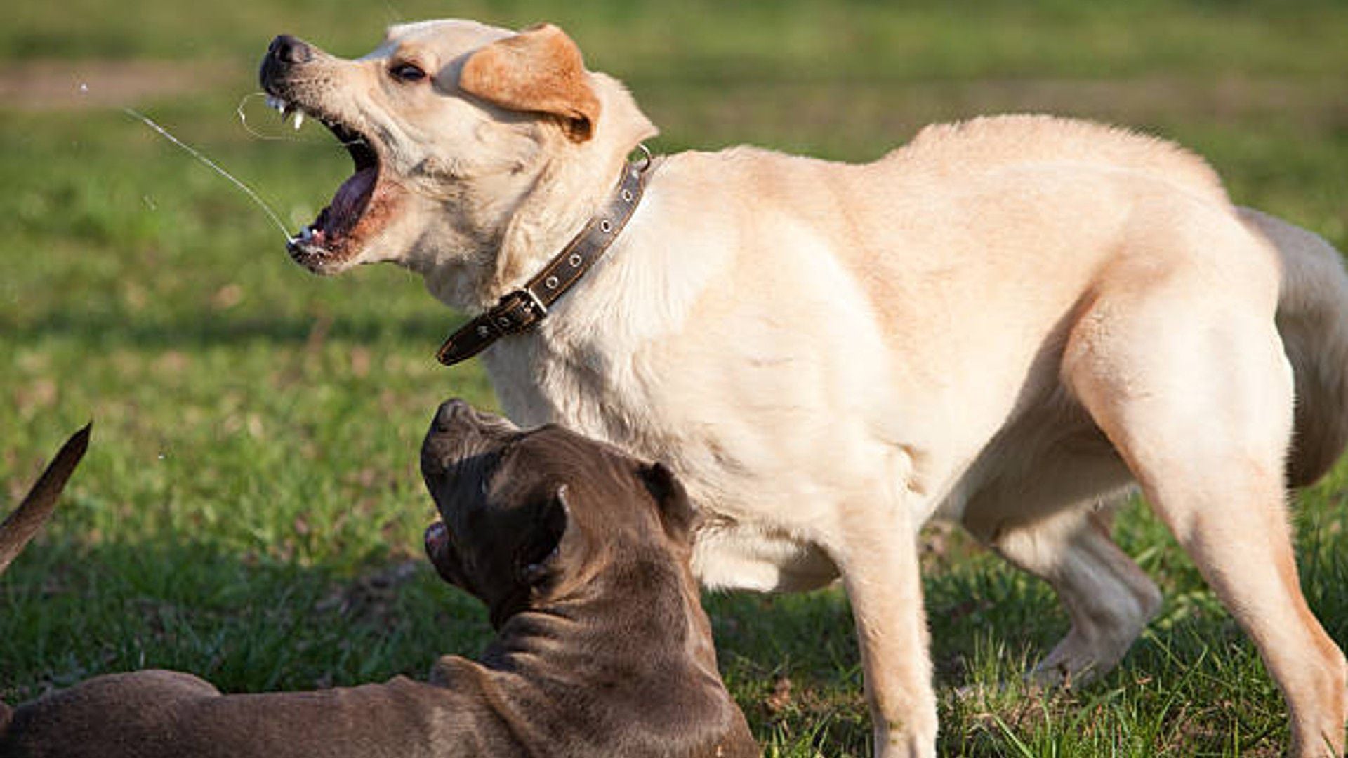 Sparring Canino Mafias Roban Perros Para Usarlos En Entrenamientos De