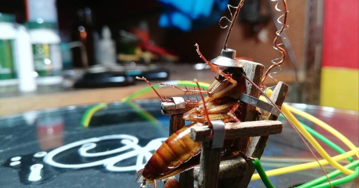 Conversamos Con El Artista Que Hizo Una Silla Electrica Para Cucarachas Infobae