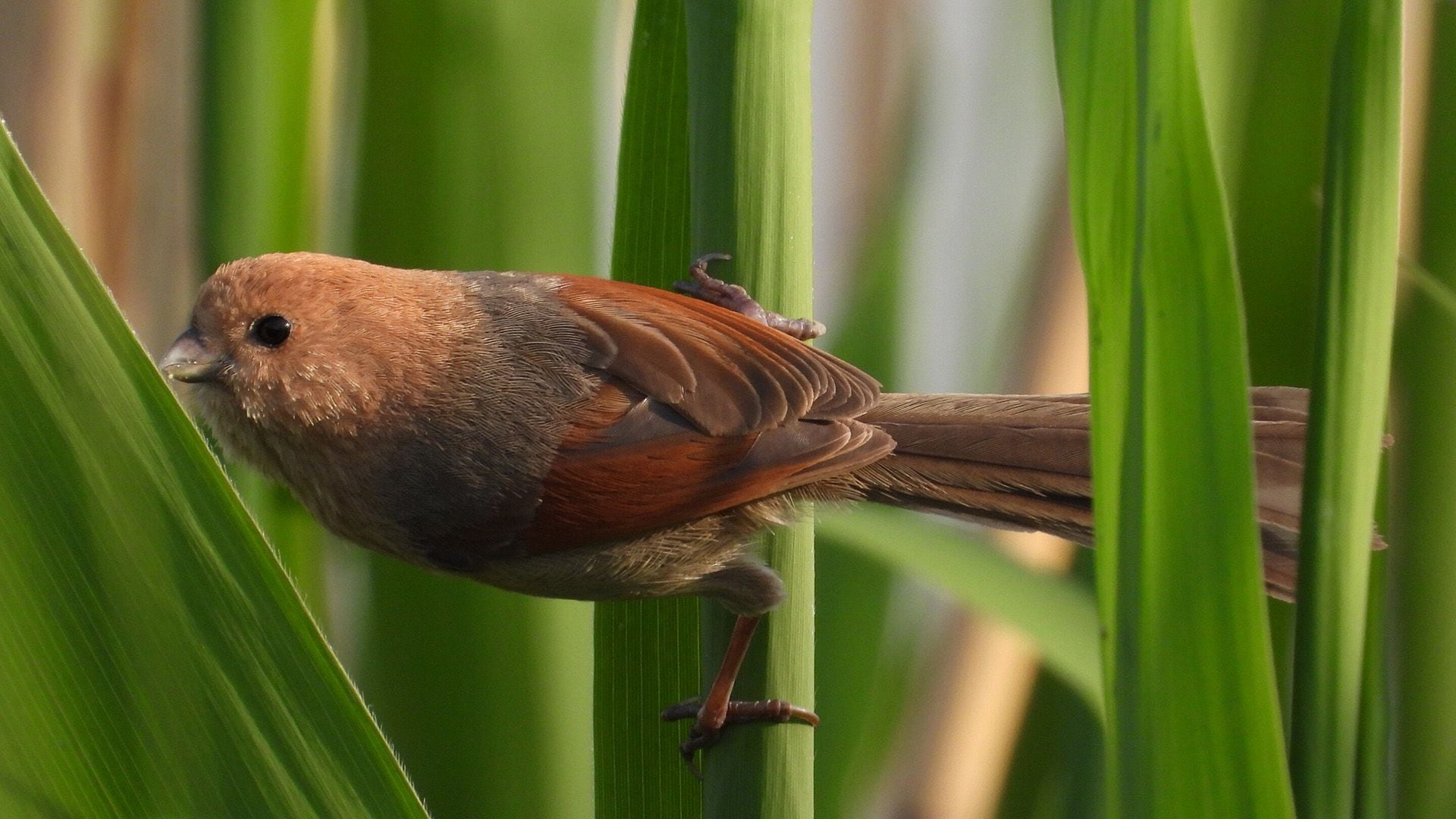 La actividad humana provocó una “homogeneización biótica en las aves, con comunidades y especies cada vez más similares”
(Crédito: @emiliopnunez)