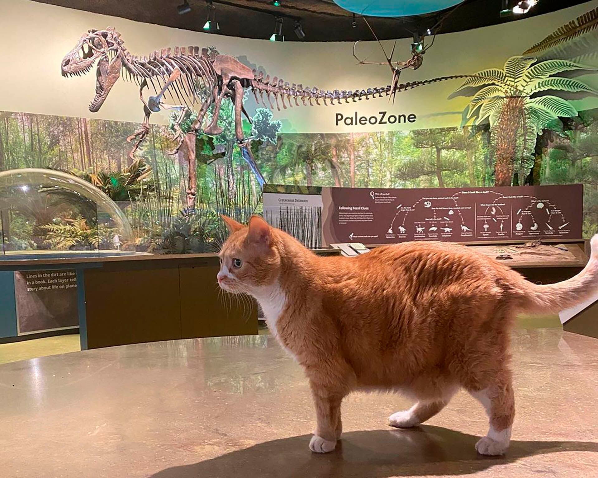 Chris, director de instalaciones del museo, encontró a Dude en marzo de 2009 y desde entonces el felino supo que sería su nuevo hogar. (Instagram/dudethemuseumcat)