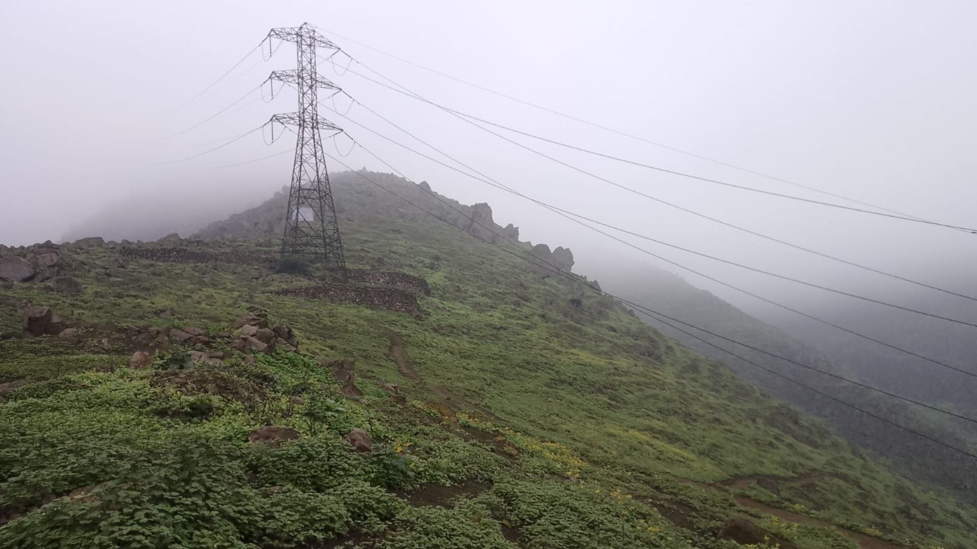 Las Lomas de Amancaes se extienden entre los distritos limeños de Rímac, Independencia y San Juan de Lurigancho y, cuenta con más de 237 hectáreas de área natural. Foto: Cecilia Janampa