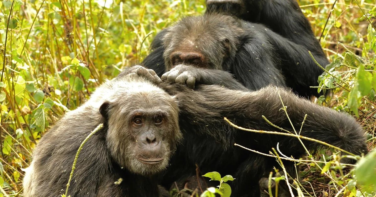 Dzikie szympansy mogą praktykować medycynę naturalną