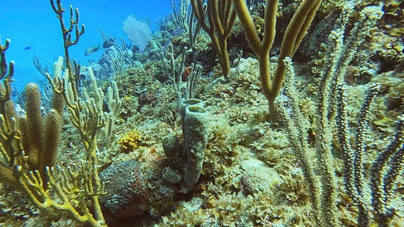 ¿Al borde del colapso?: enfermedades corales se extienden, poniendo en riesgo a los ecosistemas marinos
REUTERS/Sarah Marsh