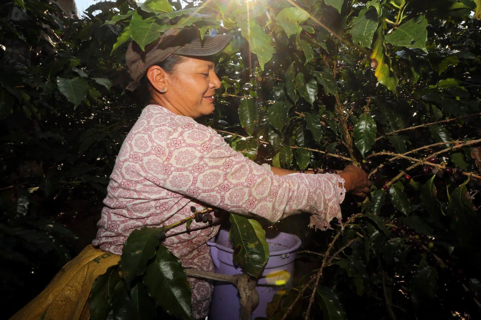 El Iica Premia A Empresas Y Cooperativas De Café Innovadoras En 4415