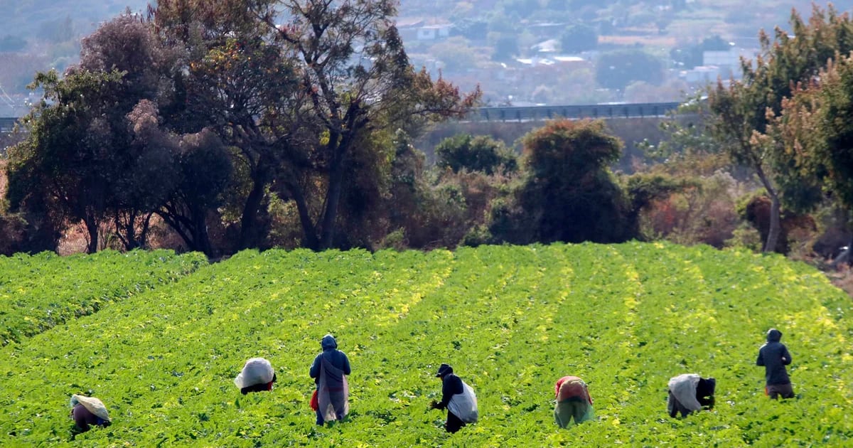 En qué consiste el programa de paneles solares con el que Alejandro Armenta busca ayudar a campesinos en Puebla – infobae