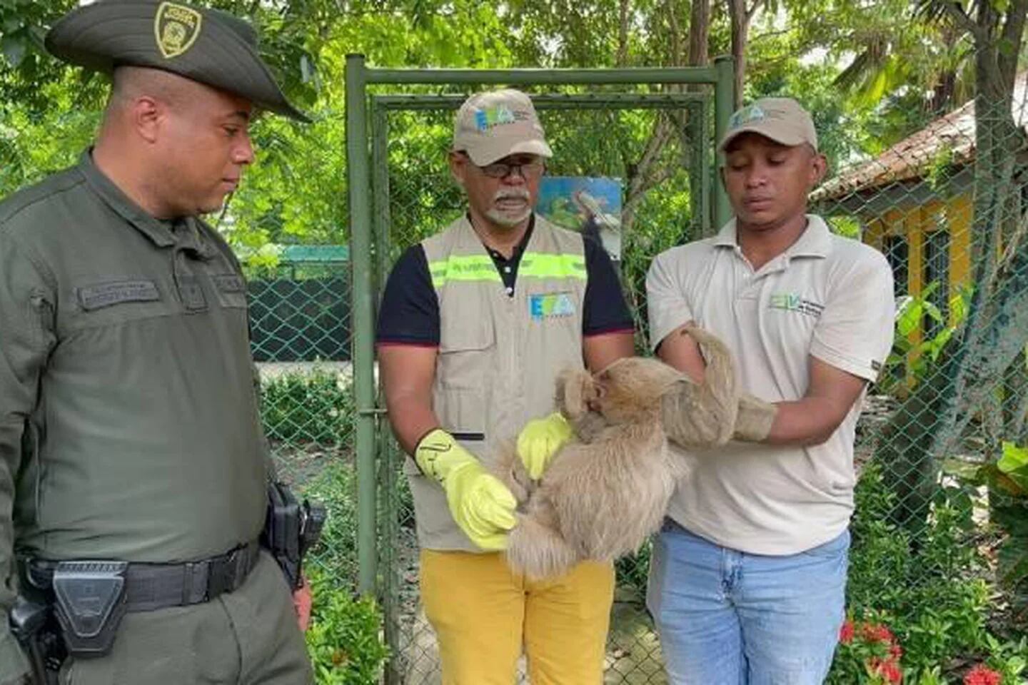 El Grupo de Fauna del AMB y la Policía Ambiental rescataron una nutria bebé  en un casa del norte de Bucaramanga - AMB