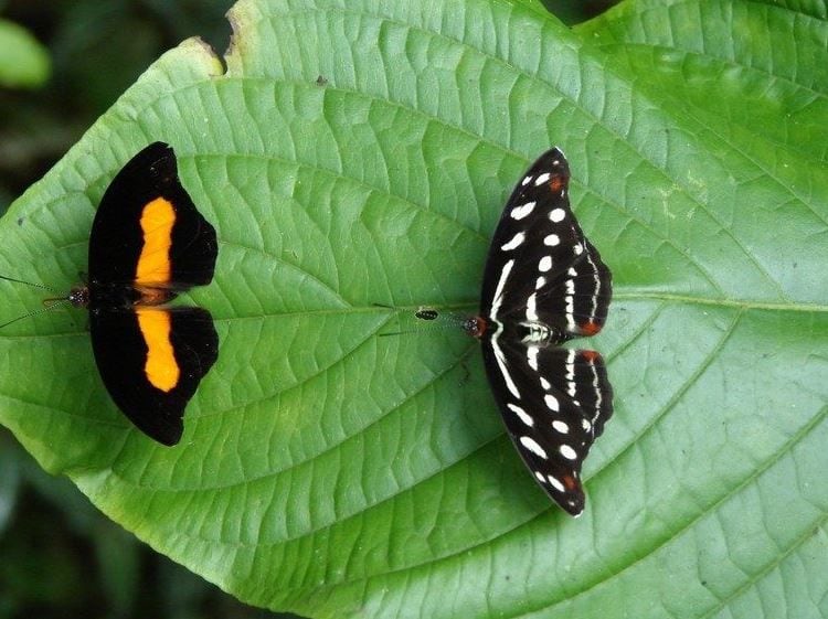 Mariposas en Tambopata. (Foto: Captura)