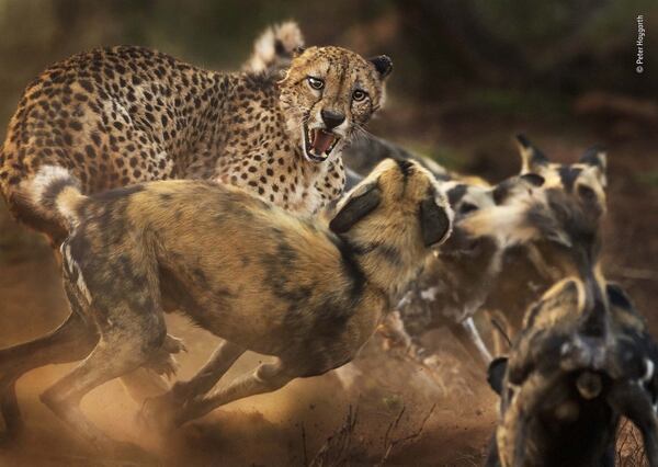 Big Cat and Dog Spat, Peter Haygarth