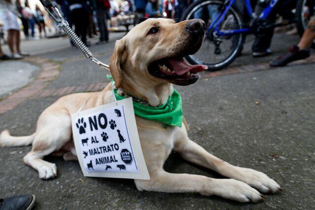 Animal Fest considera que las denuncias anónimas se han vuelto otro punto de inicio vital para proteger a las mascotas Imagen de referencia: Colprensa