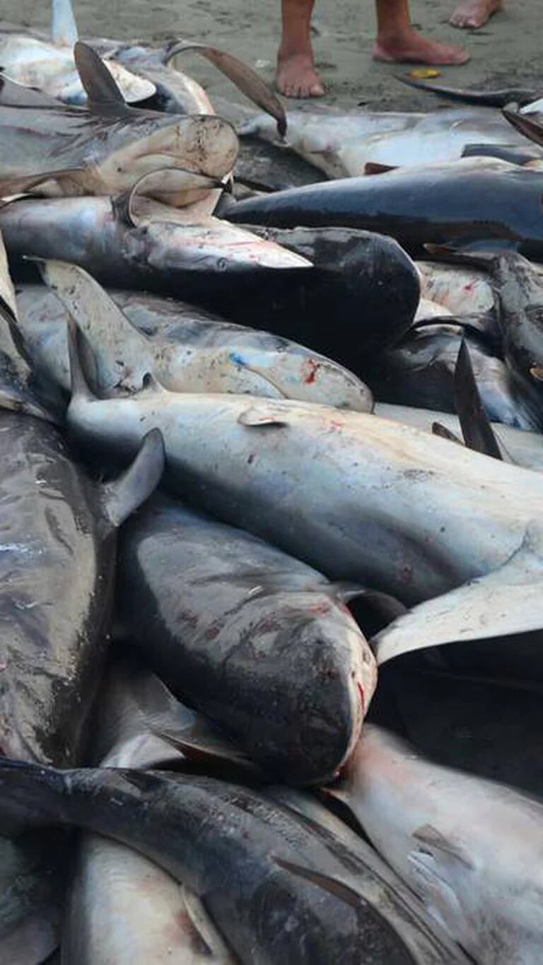 A smokescreen continues to favor shark trafficking in Ecuador