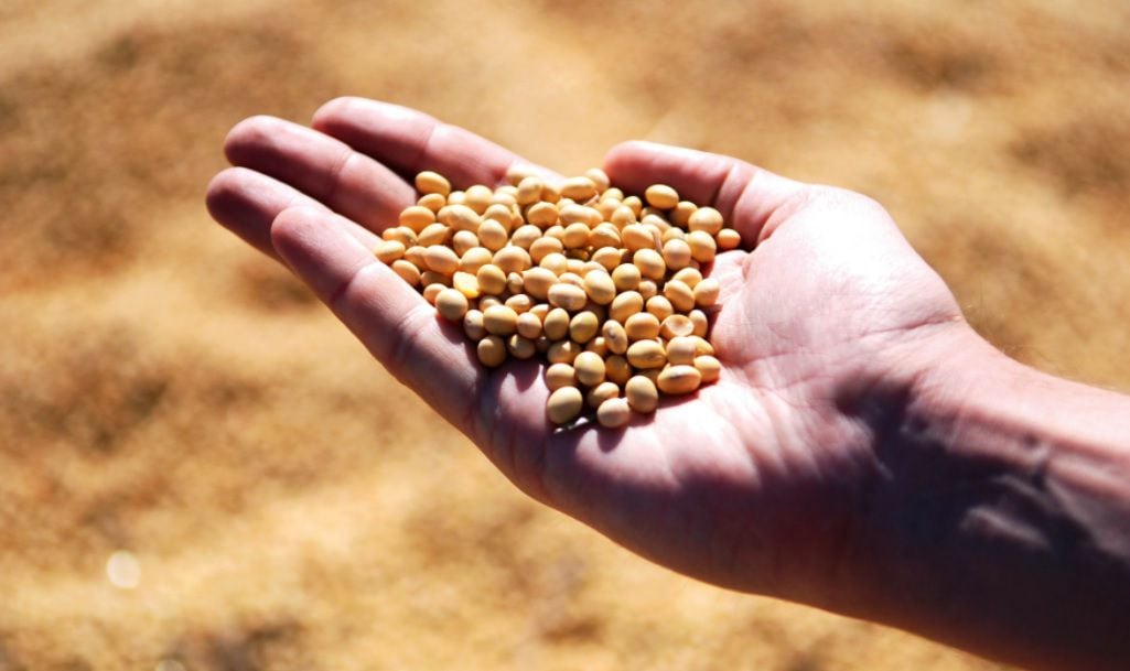 Los guisantes brindan proteínas necesarias para el funcionamiento del cuerpo (Foto: UNAM)