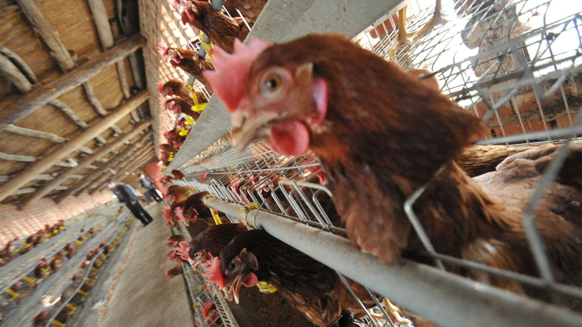 La OMS y la Organización Mundial de Sanidad alertaron en julio pasado que los brotes de gripe aviar planteaban riesgos para los humanos (Getty Images)