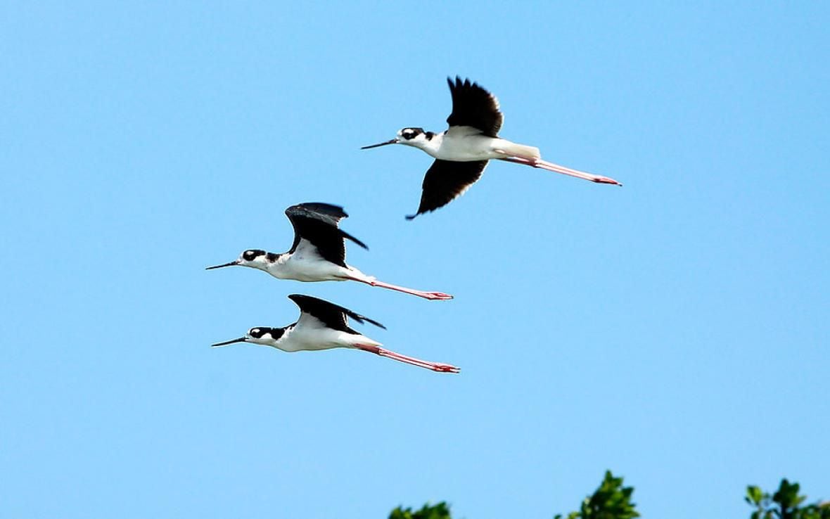 Vogelbeobachtung-Kolumbien