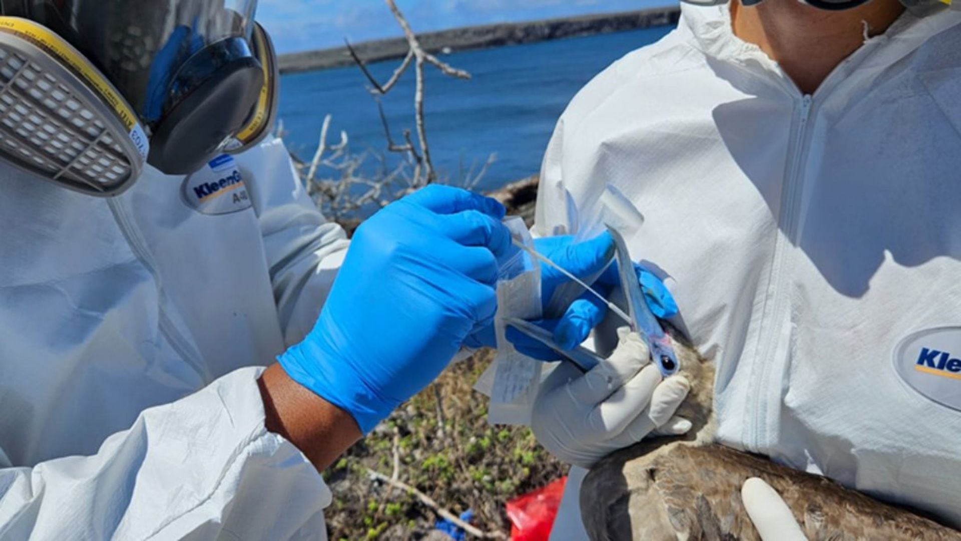 The avian influenza virus may have arrived in the Galapagos Islands with migratory birds, or seabirds living there may have encountered infected birds while foraging near the American continent (Galapagos National Park).