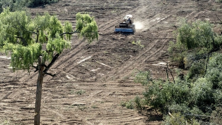 La deforestación del Amazonas se incrementó más del 88% en junio, comprado con ese mes el año pasado, según datos de la INPE.