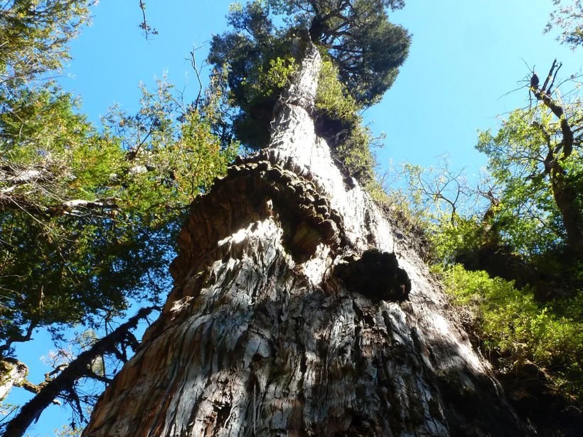 Un ciprés patagónico de 5.484 años podría ser el árbol más viejo del mundo  - Infobae
